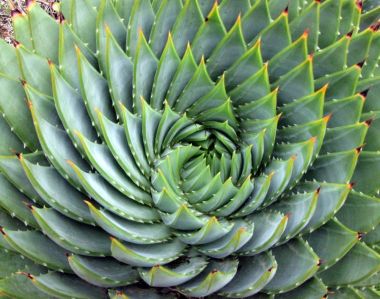 A succulent spiral; Image source: en.wikipedia.org